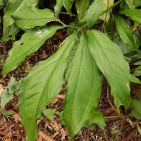 Syngonium angustatum Schott